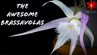 About Brassavola Orchids  Collection amp Care Tips [upl. by Osei]