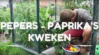 Pepers en Paprikas kweken van zaaien tot oogsten [upl. by Gerius]