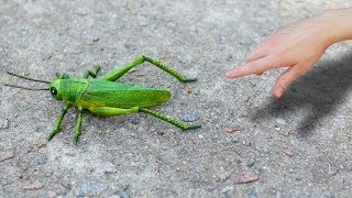 GIANT GRASSHOPPER [upl. by Locin]