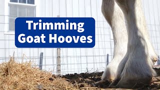 How to Trim Goat Hooves [upl. by Fedak677]