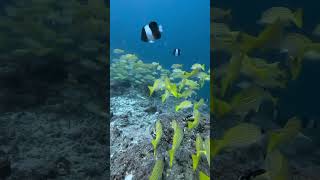 Snorkeling at Maldives [upl. by Cori642]