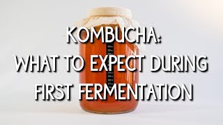 What to Expect During First Fermentation [upl. by Komsa]