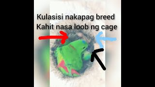 posible mag breed ang kulasisihanging parrot kahit nasa cage [upl. by Aihsetan]