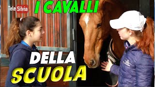 TI PRESENTO I CAVALLI DELLA MIA SCUOLA di EQUITAZIONE  DANIKA EQUESTRIAN TEAM by TeleSilvia [upl. by Mab]