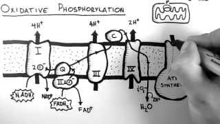 Cellular Respiration 5  Oxidative Phosphorylation [upl. by Aneetsirhc446]