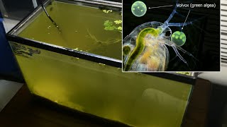 Raising Daphnia for the Freshwater Aquarium [upl. by Aihsik]