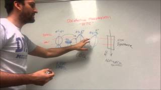 Oxidative Phosphorylation made easy [upl. by Ahsait]