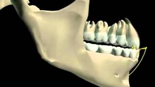 Mandibular Movement 3D [upl. by Suehtomit]