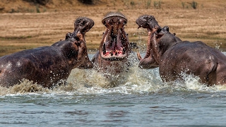 The Incredible Fight Between Male Hippos Over Territory  Wildlife Documentary [upl. by Warford]