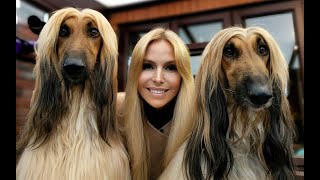 THE AFGHAN HOUND  The Worlds Most Glamorous Dog [upl. by Spancake433]