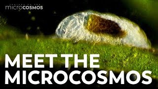 Meet the Microcosmos [upl. by Yemrej]