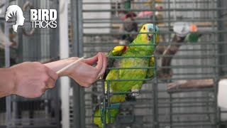 What Species of Parrot is Right For YOU [upl. by Thadeus73]