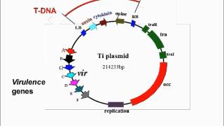 Agrobacterium Mediated Transformation [upl. by Cavanaugh855]