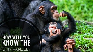 Chimpanzee  Description Characteristics and Facts [upl. by Teerell]