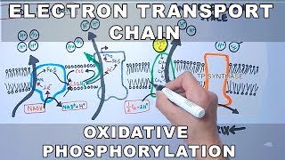 Electron Transport Chain and Oxidative Phosphorylation [upl. by Emerald431]