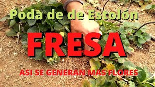 Fresa cómo hacer crecer las fresas Podas [upl. by Akzseinga891]