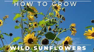 Wild Sunflower  Complete Grow and Care Guide [upl. by Rosenberg]