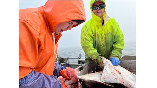 Alaska Halibut Fishing  Hauling Halibut Longline  Alaska Halibut Season 2022 [upl. by Clair]