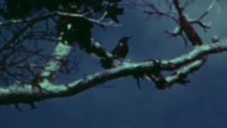 The Last Call Of A Species Kauaʻi ʻōʻō bird recorded in 1987 [upl. by Adnamma360]