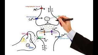 Pharmacology  ANTIEPILEPTIC DRUGS MADE EASY [upl. by Amsirak438]