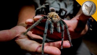 Giant Tarantula Shows Its Fangs [upl. by Lledra]