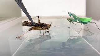 Praying Mantis eating a whole Locust  TIMELAPSE [upl. by Noguchi]