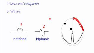 ECG quotPquot Waves [upl. by Eiderf]