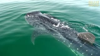 Whale Sharks of Holbox  JONATHAN BIRDS BLUE WORLD [upl. by Ramed]