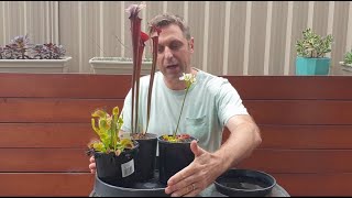 Carnivorous Plants Care  Water Tray Tips [upl. by Salisbarry783]