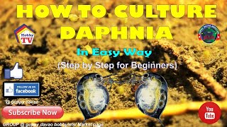 HOW TO CULTURE DAPHNIA In Easy Way [upl. by Levitt584]