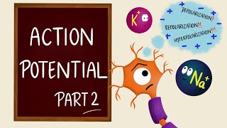 Action Potential  Part 2  Phases  Neurons  Nerve Muscle Physiology [upl. by Tnomad]