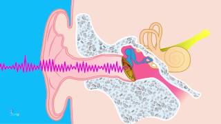 ¿Cómo funciona el oído  Anatomía del oído [upl. by Aimo]