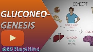 Gluconeogenesis Pathway Made Simple  BIOCHEMISTERY [upl. by Raffaello]