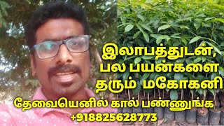 Mahogany tree farming tamil LakshsamTrees [upl. by Nelad23]