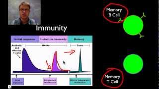 The Immune System [upl. by Saenihp]