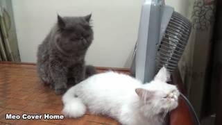 Cats Mating for the first time Cats on heat How Cats mate [upl. by Yevette]