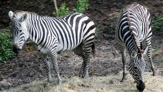 Kilimanjaro Safaris Full Ride POV  Zebras Disneys Animal Kingdom WALT DISNEY WORLD FL [upl. by Eiramanit]