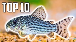 Top 10 Cory Catfish for Your Aquarium [upl. by Baxter179]