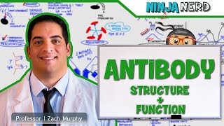 Immunology  Antibody Structure amp Function [upl. by Milone713]