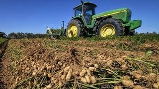 How peanuts are harvested  picked [upl. by Lesley]